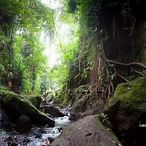 Monkey Forest - Ubud