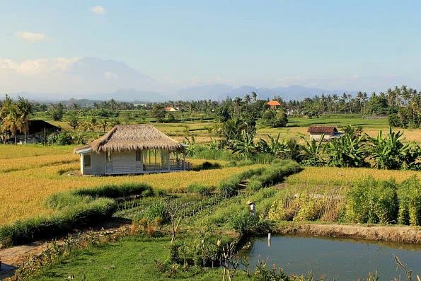 Домик с соломенной крышей среди рисовых полей